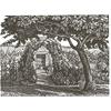 The Medlar Tree by Howard Phipps