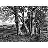 Clearbury Ring From Homington Down by Howard Phipps