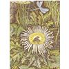 A Silver Diadem, The Provençal Thistle by Howard Phipps