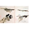 Hawk (The Picturesque) by Philip Maltman