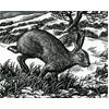 Ambling Hare by Howard Phipps