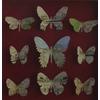 Butterfly Box (Red) by Joseph Silcott