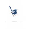 White-Winged Fairy-Wren by Fanny Shorter