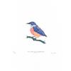 Orange-Bellied Flowerpecker by Fanny Shorter