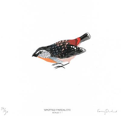 Spotted Pardalote by Fanny Shorter