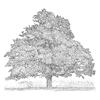 Oak by David Harker
