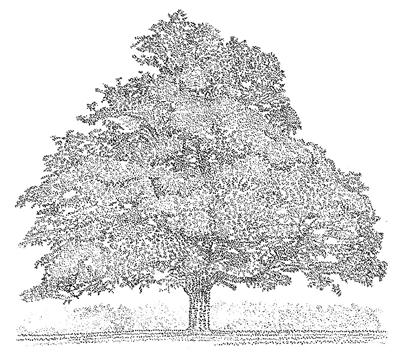 Oak by David Harker