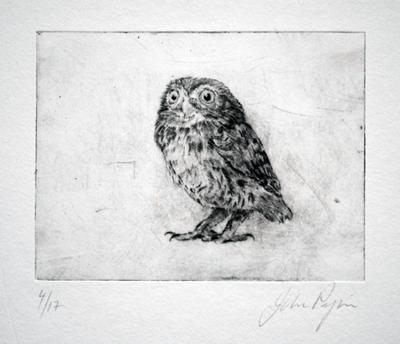Little Owl by John Douglas Piper