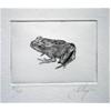 Common Frog by John Douglas Piper
