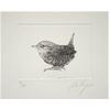 Eurasian Wren by John Douglas Piper