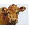 Water Meadows Calf by Jelly Green