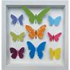 Butterfly Box by Joseph Silcott