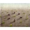 Rabbits & Dandelions by Greg Becker