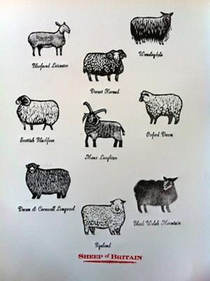 Sheep Of Britain by Jazmin Velasco