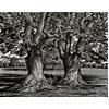 Sweet Chestnut Trees by Howard Phipps