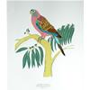 Bourke's Parrot by Fanny Shorter