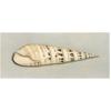 Auger Shell by David Stubbs