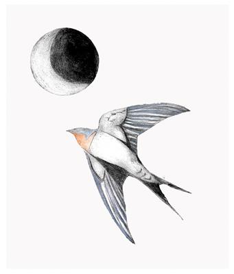 Barn Swallow by Beatrice Forshall