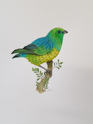 Blue-naped Chlorophonia by Fanny Shorter