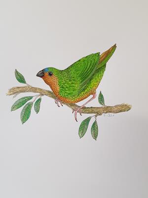 Tawny-breasted Parrotfinch by Fanny Shorter