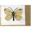 Large Cabbage White by James Read