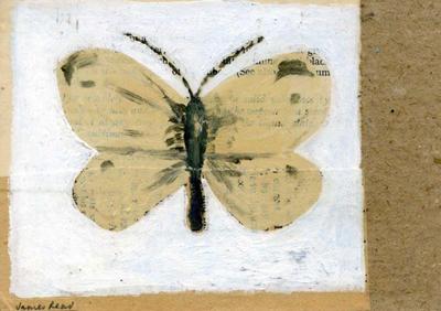 Large Cabbage White by James Read