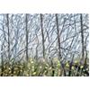 Wytham Woods: Hazel Leaves & Twigs Tracery by Andrew Walton