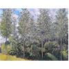 Radley Poplars by Andrew Walton