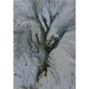 Pollarded Plane Tree by Philip Maltman