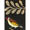 Bird 2 (Goldfinch) by James Read