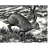 Ambling Hare by Howard Phipps