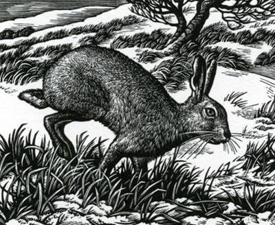 Ambling Hare by Howard Phipps