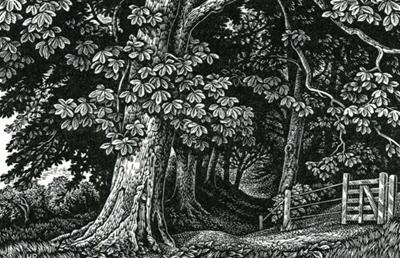 Edge Of The Wood, Broadchalke by Howard Phipps