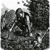 The Jobbing Gardener by Howard Phipps