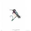 Costa's Hummingbird by Fanny Shorter