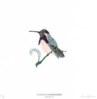Costa's Hummingbird by Fanny Shorter