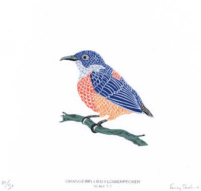 Orange-bellied Flowerpecker by Fanny Shorter