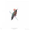 Tufted Coquette by Fanny Shorter