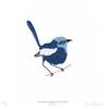 White-winged Fairy-wren by Fanny Shorter