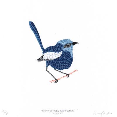 White-winged Fairy-wren by Fanny Shorter