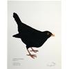 Common Blackbird by Fanny Shorter
