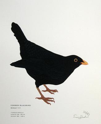 Common Blackbird by Fanny Shorter
