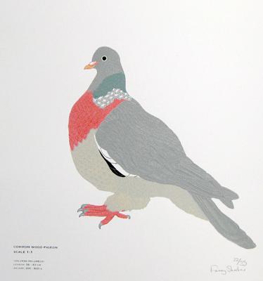 Common Wood Pigeon by Fanny Shorter