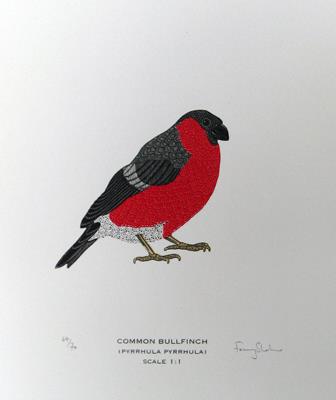 Common Bullfinch by Fanny Shorter