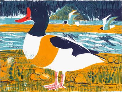 Shelduck by Kittie Jones