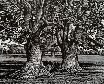 Sweet Chestnut Trees by Howard Phipps