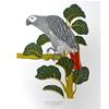 African Grey Parrot by Fanny Shorter