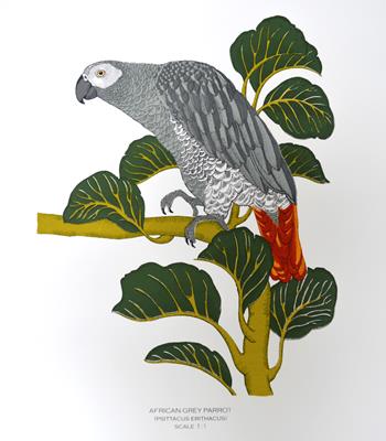 African Grey Parrot by Fanny Shorter