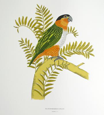 Black-headed Caique by Fanny Shorter