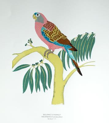 Bourke's Parrot by Fanny Shorter